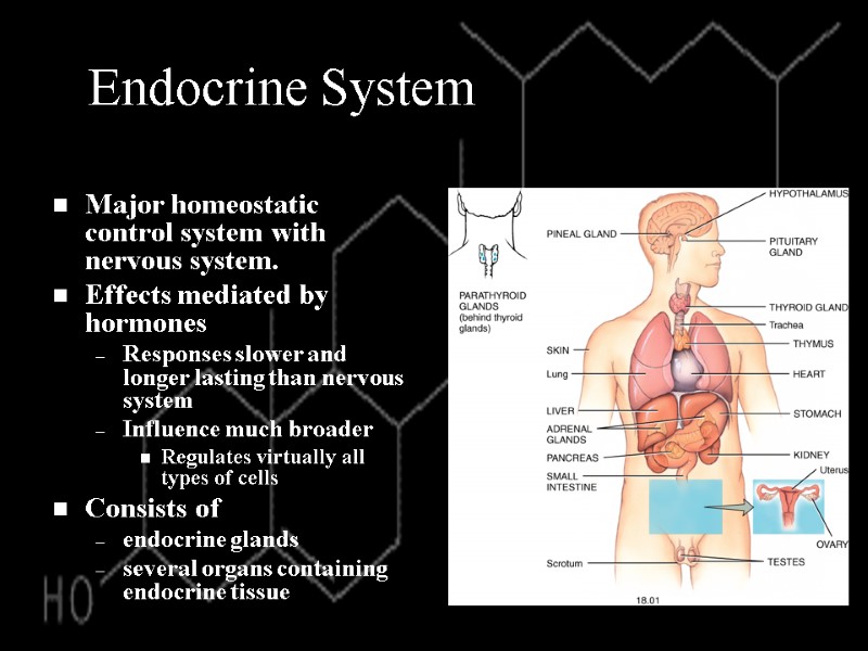Endocrine System Major homeostatic control system with nervous system. Effects mediated by hormones Responses